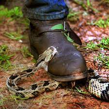 venomous snakes in georgia what you