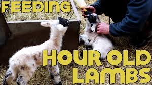 Bottle Feeding Baby Lambs Just One Hour Old Very Cute How To