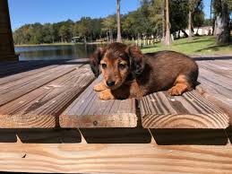 30 days of free insurance. 8 Weeks Mini Dachshund Female Long Haired Puppy In Jacksonville Florida Puppies For Sale Near Me