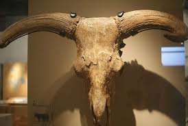The Aurochs Skull London England