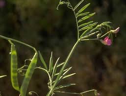 Lathyrus clymenum L. | Flora of Israel Online