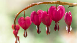 asian bleeding heart rosy heart shaped