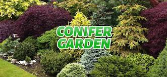 Conifer Garden Style Pines Cedars And