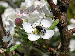 Different bees and pollinators benefit from specific types of flowers. Plant A Bee Attracting Garden Bc Farms Food