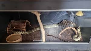 jungle carpet python found safe