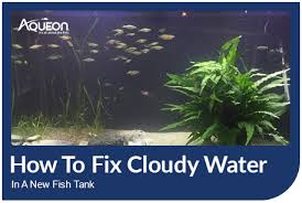 How To Fix Cloudy Water In A New Fish Tank