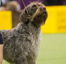 All About The Wirehaired Pointing Griffon Dog Breed