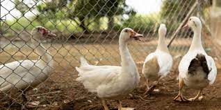 7 Ways To Keep Duck Bedding Dry