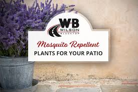 Mosquito Repellent Plants For Your
