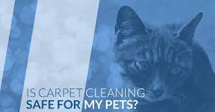 pet safe carpet cleaning in denver and