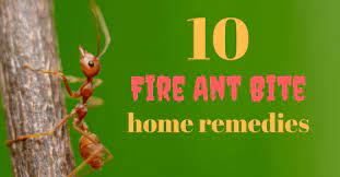What to do when a flying ant bites you? Fighting Fire With Grape Juice 10 Home Treatments For Fire Ant Bites