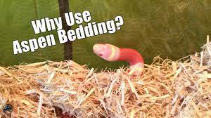 great bedding for pet snakes