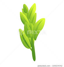 Sage Herb Icon Cartoon Vector Leaf