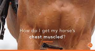 muscle your horse s chest