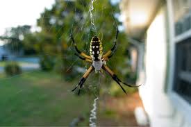 how big can a garden spider get