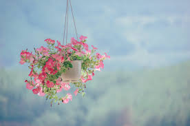 Many types of plants suitable for growing in hanging baskets grow well in shady conditions. Best Flowering Plants For Hanging Baskets That You Will Love