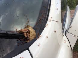 how to handle ants in your car toyota