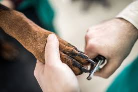 pro tips on t your dog s nails