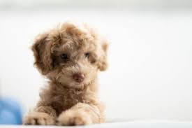 cavapoo puppies and
