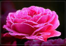 gifs of roses beautiful bouquets of