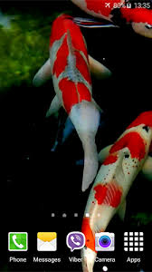 koi by jacal video live wallpapers live