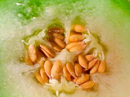 cantaloupe seeds facts and health benefits