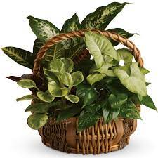 Emerald Garden Basket Plants The