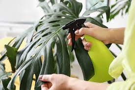 How To Get Rid Of Bugs On Indoor Plants