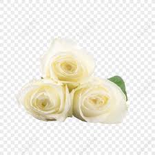 beautiful white rose bouquet botanical