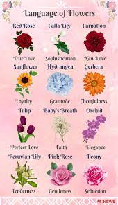 12 valentine s day flower meanings