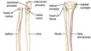 It consists of three sections, the upper arm, forearm, and hand. Human Skeleton Long Bones Of Arms And Legs Britannica