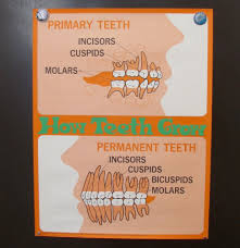 60s Mod Dental Growth Chart School Health Poster Wall