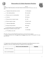 View the following animation on cellular respiration at the following url, or a similar one, to increase they breakdown food molecules and extract their energy using a process called cellular respiration. Photosynthesis Cellular Respiration Worksheet