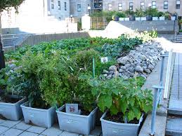 small rooftop vegetable garden ideas