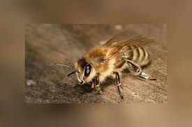 How To Identify Different Types Of Bees Mnn Mother