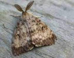 property118 moth infestation help