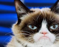 Bildmotiv: grumpy cat meme
