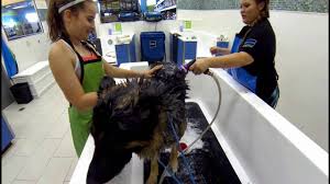 It will be much cheaper. Self Serve Dog Wash Pet Evolution