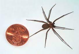 most dangerous spiders in florida
