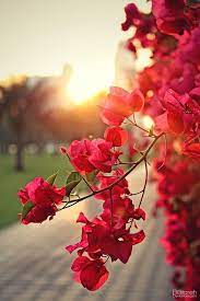 bougainvillea flowers graphy nature