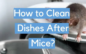 how to clean dishes after mice