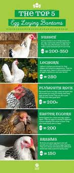 Best Egg Laying Chickens Chart Facebook Lay Chart