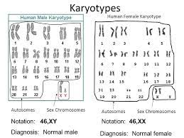 We did not find results for: Human Female Karyotype Ppt Video Online Download