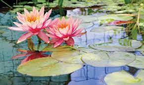 What Is The Flower Of Water Lily gambar png