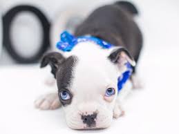 Search for dogs closest to your area by changing the search location. Boston Terrier Dog Male Black White Blue Eyes 2682097 Petland Wichita Ks