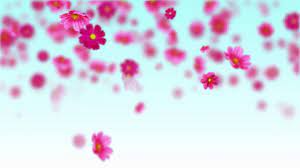 # botany # snowdrops # nivalis. Pink Cosmos Flowers Free Motion Background Loop On Make A Gif