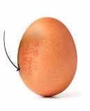 Comment reconnaître un œuf Elevé en plein air ?