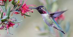 Hummingbirds Fascinating Visitors To