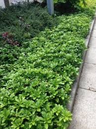 ground cover plants in your garden