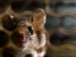 4 destructive things a rat or mouse